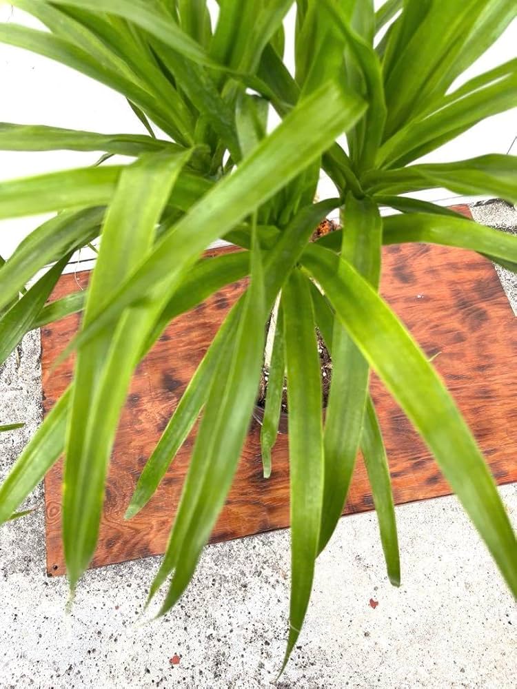 ＊ドラセナ カンボジアーナ カンボジアナ4又観葉植物＊ ドラセナ カンボジアーナ | 観葉植物通販HitoHana(ひとはな)