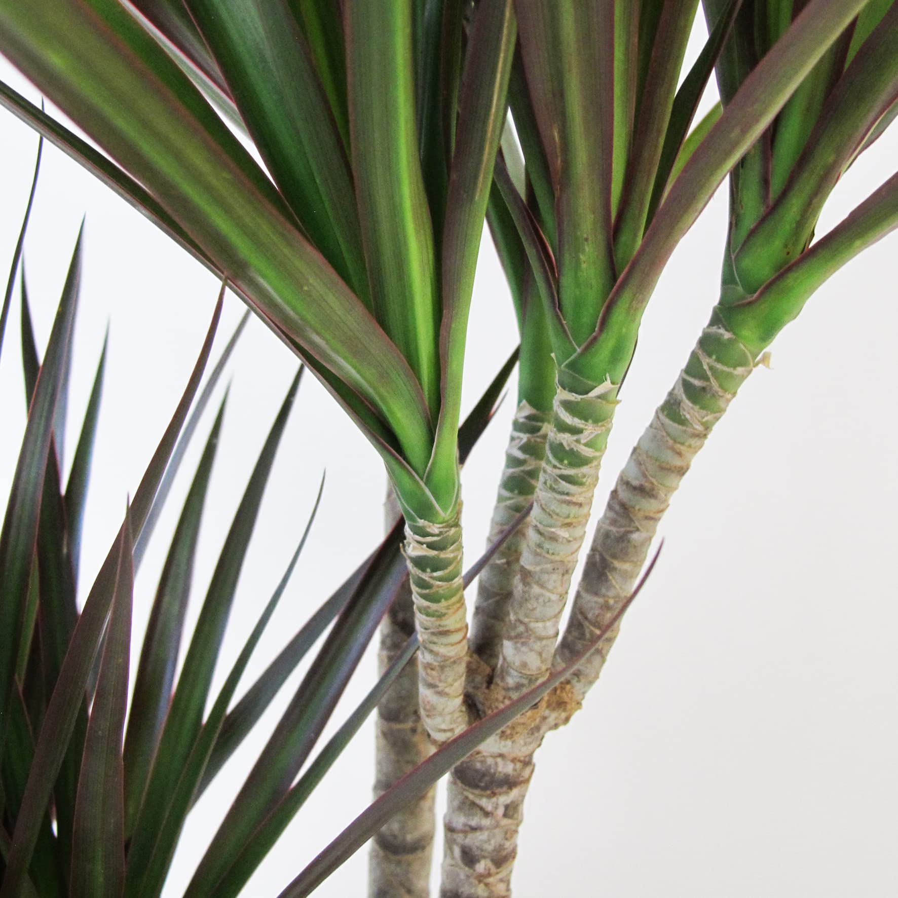 KENTIS - Dracaena Marginata Magenta - Arbre Dragon - Plantes Vertes Naturelles d'Intérieur - H 110-120 cm Pot Ø 21 cm