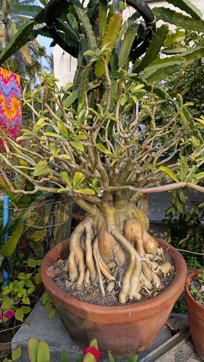 zwerg bonsai Dwarf Jade Bonsai – Low-Maintenance & Pet-Friendly main image 1