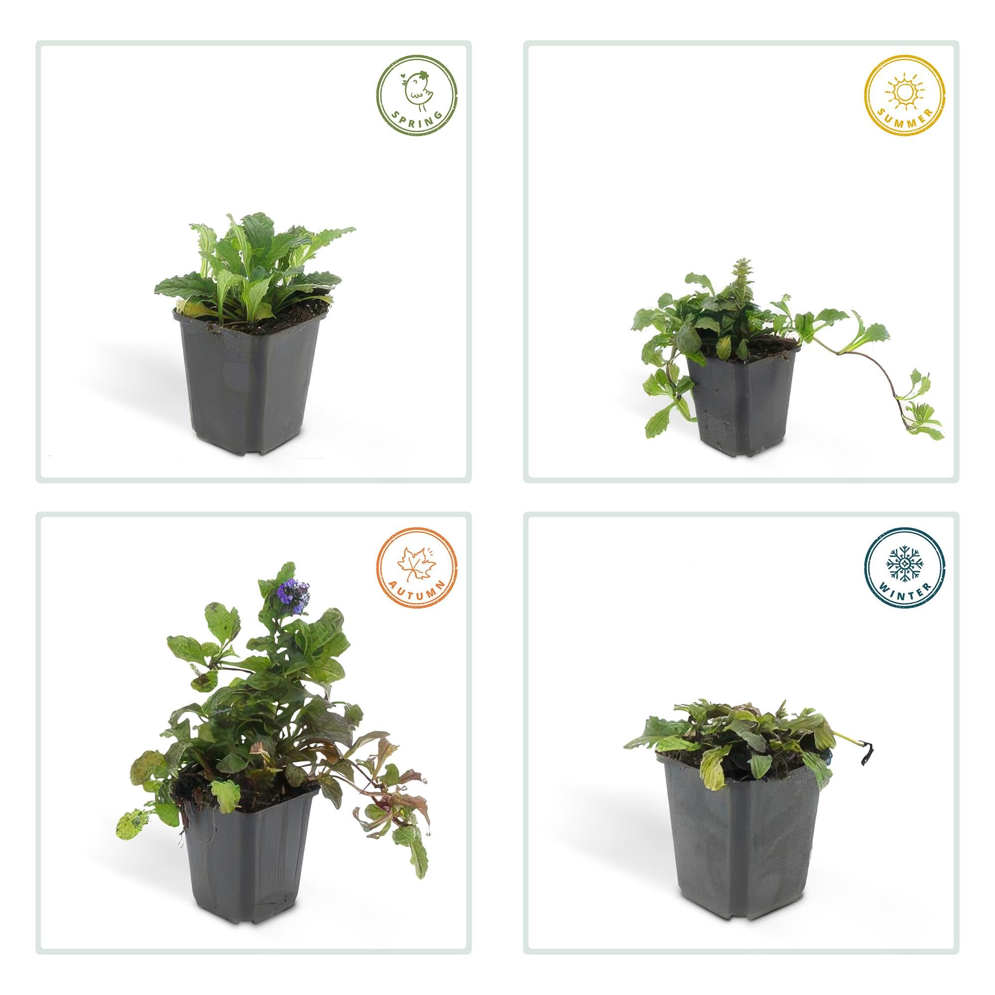 6 Piante Ajuga Reptans, Coprisuolo per Giardino, Fiori Blu, Vaso Ø9cm