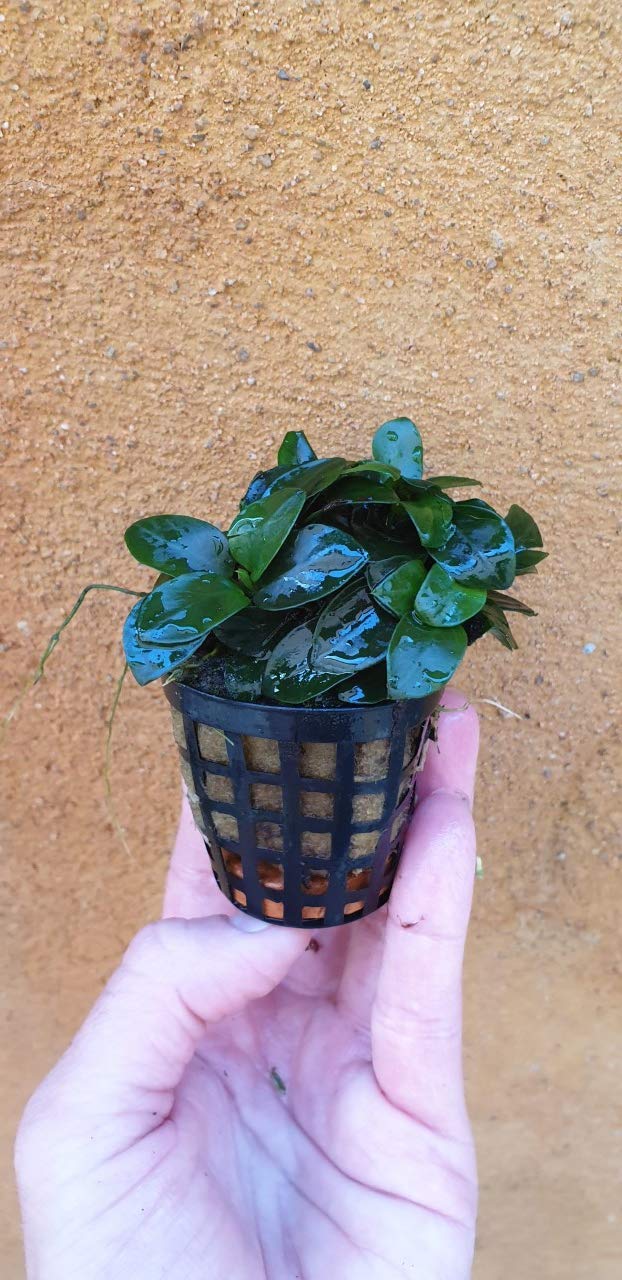 Desconocido Planta DE Acuario. ANUBIA Nana Bonsai