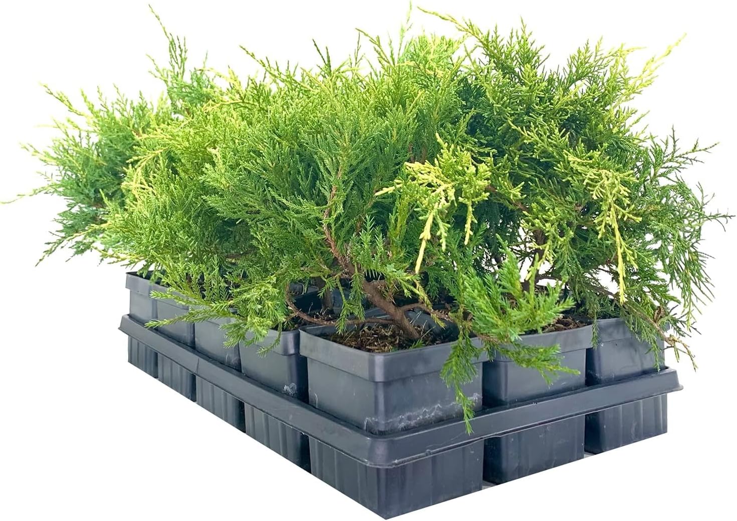 Gold Star Juniper | 3 Live Plants | Juniperus Chinensis | Low Maintenance Ground Cover, Evergreen Foliage, Drought Tolerant Shrub, Landscape Accent, Year-Round Interest, Dense Growth