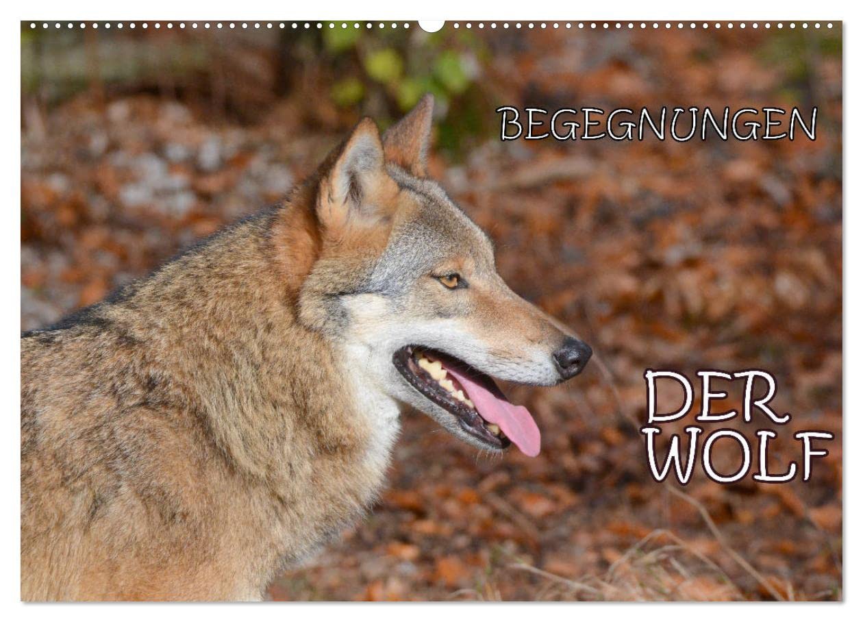 Begegnungen DER WOLF (Wandkalender 2026 DIN A2 quer), CALVENDO Monatskalender: Der Wolf - fantastische Bilder vom Isegrim. (CALVENDO Tiere)