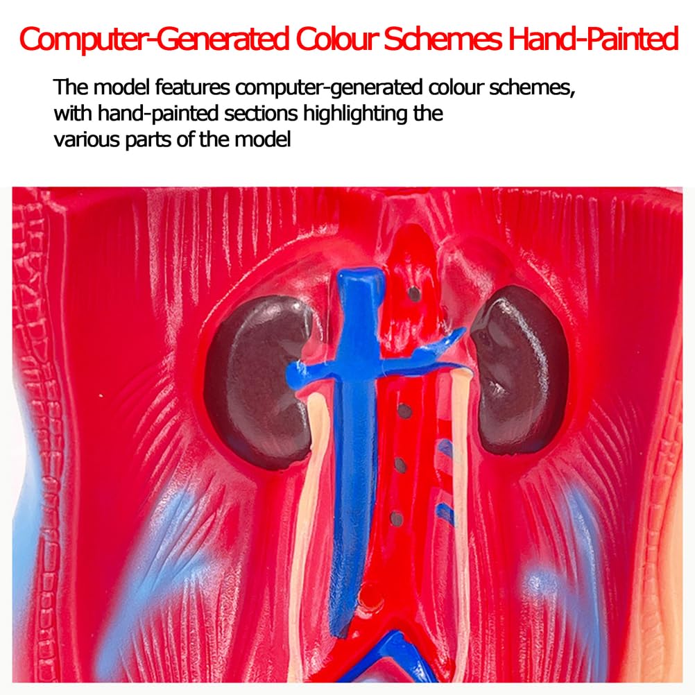 Modello di Torso Umano anatomico da 28 cm Modello di Corpo Umano Rimovibile 15 organi Staccabili