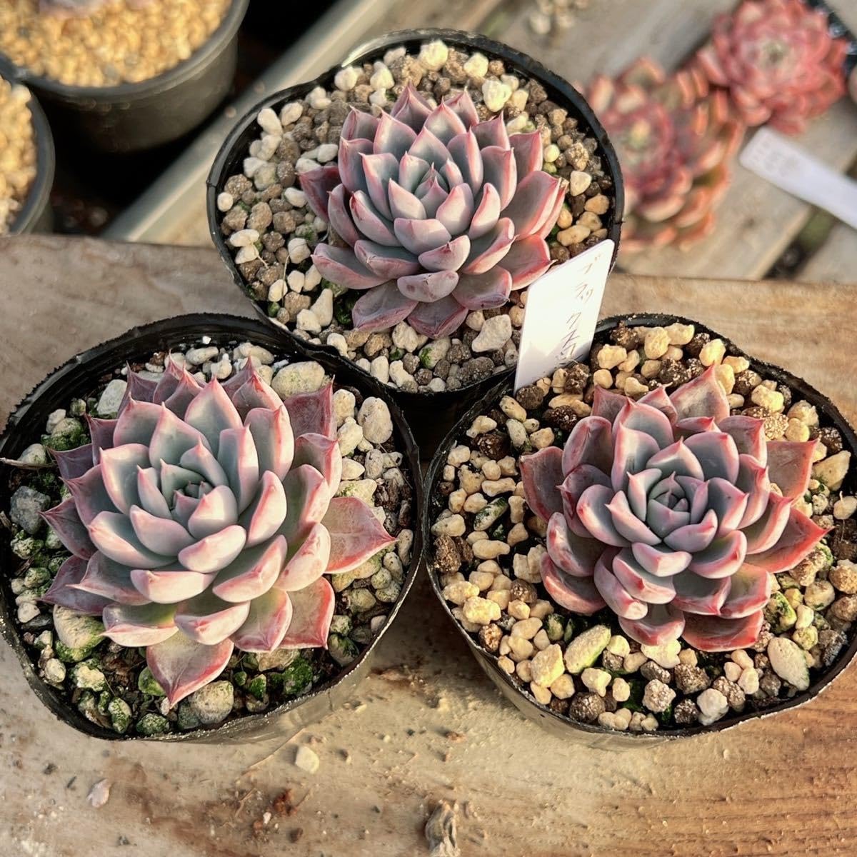 Amazon.co.jp: ！！多肉植物 ブラックスワン 韓国苗 美苗 農園直売