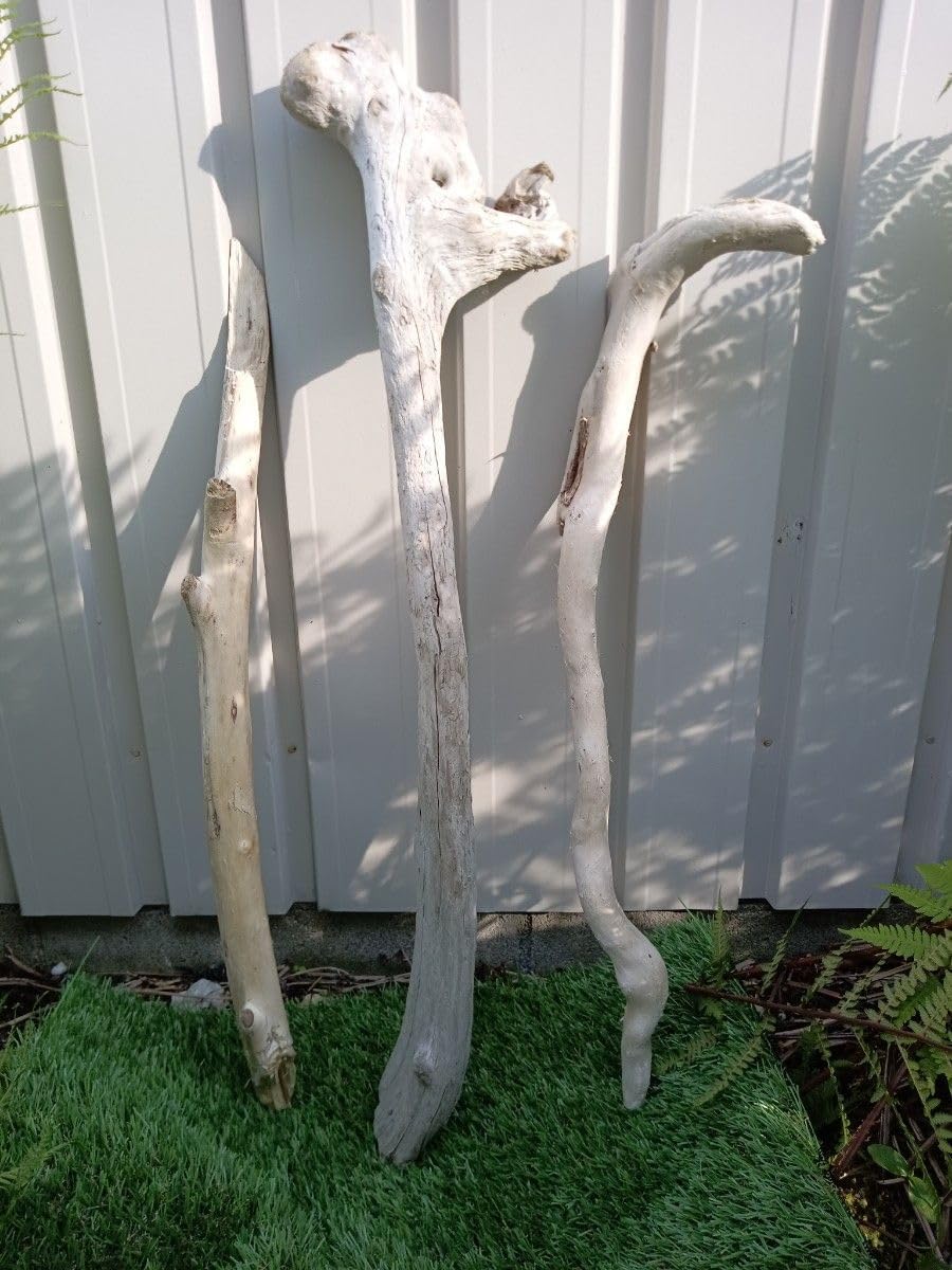 月末限定特価！アクアリウム向け 特大塊根ブランチウッド流木2個 約60