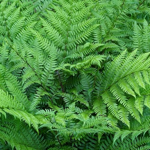 5 Lady Ferns Live Plants Rhizomes, Ferns Live Plants Outdoors