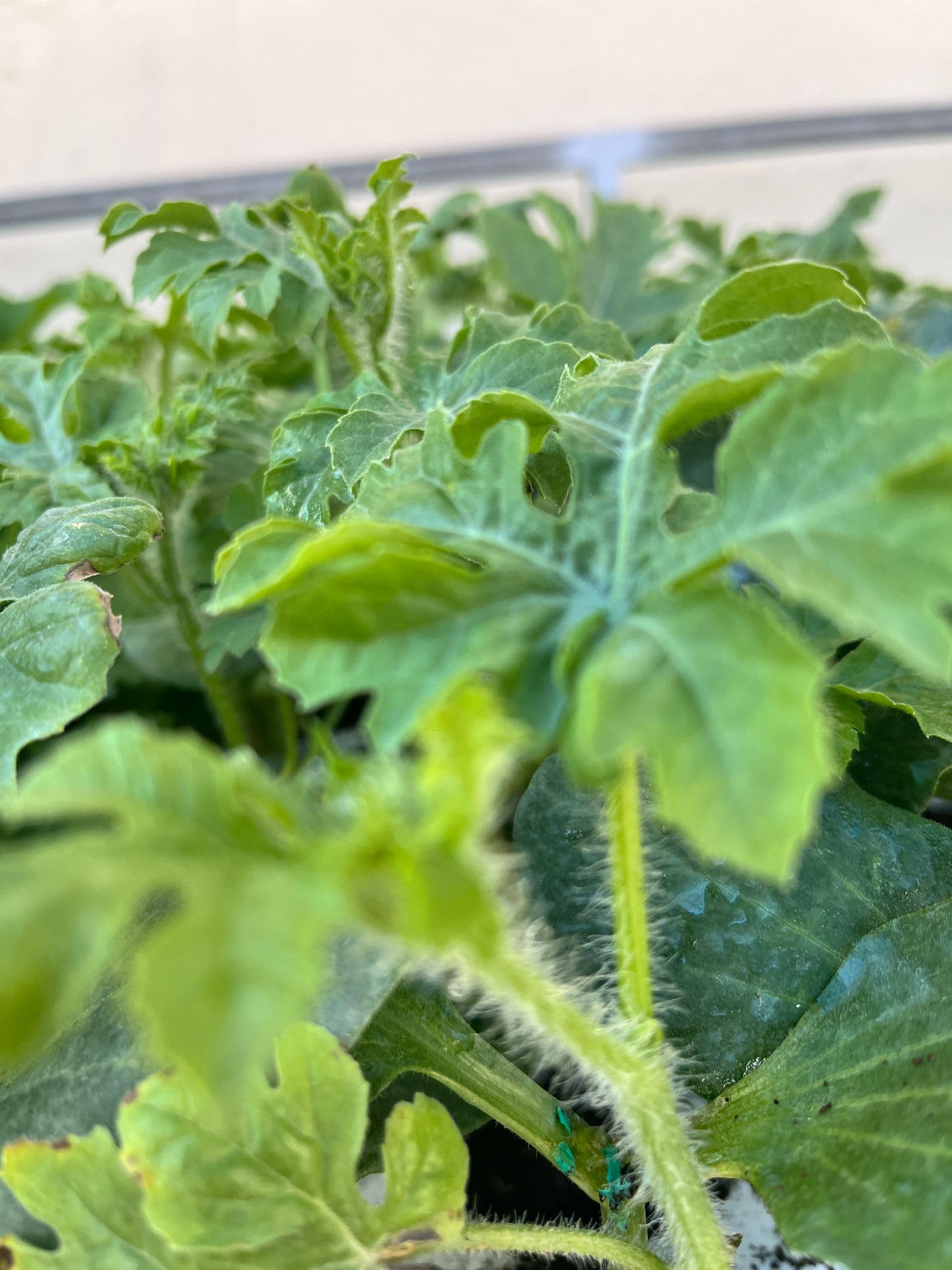 Plantel de Huerta, Pack de 10 Unidades, 5 MELON MIURA y 5 SANDIA, Kit de Huerto, Plantines para Ensaladas INJERTADO