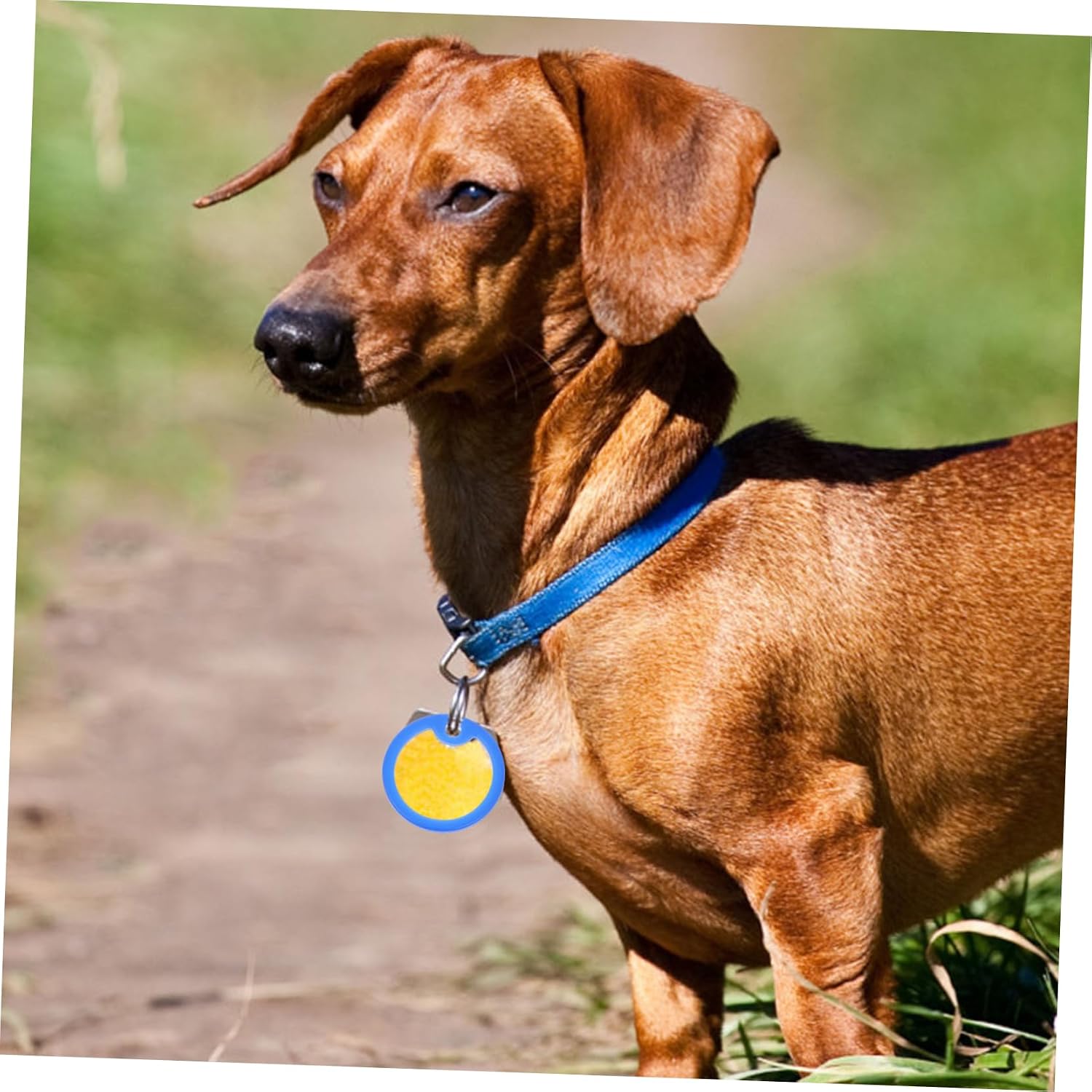 Dog Tag Covers Silicone Protector Mute Rings 6pcs Blue image 4