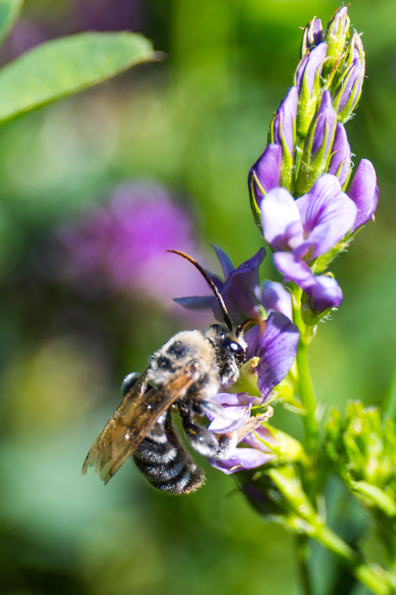 Buy Alfalfa Regenerative Cover Crop Premium Certified NonGMO