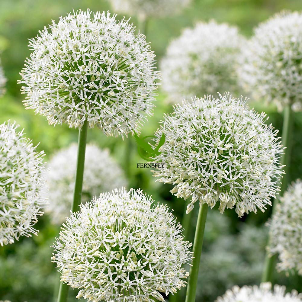 FernsFly® IMP. Allium | Alliaceae Excellent Quality Flower Bulbs for Attractive Aromatic Flowers Home Outdoor Gardening Plants Flowering Bulbs (Pack Of 4, The Mont Blanc Allium) (B08PDHG2MW) Amazon Price History, Amazon Price Tracker