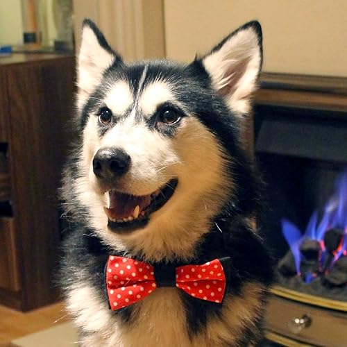 Miniatura 4 de SUCK UK Pajarita para mascotas