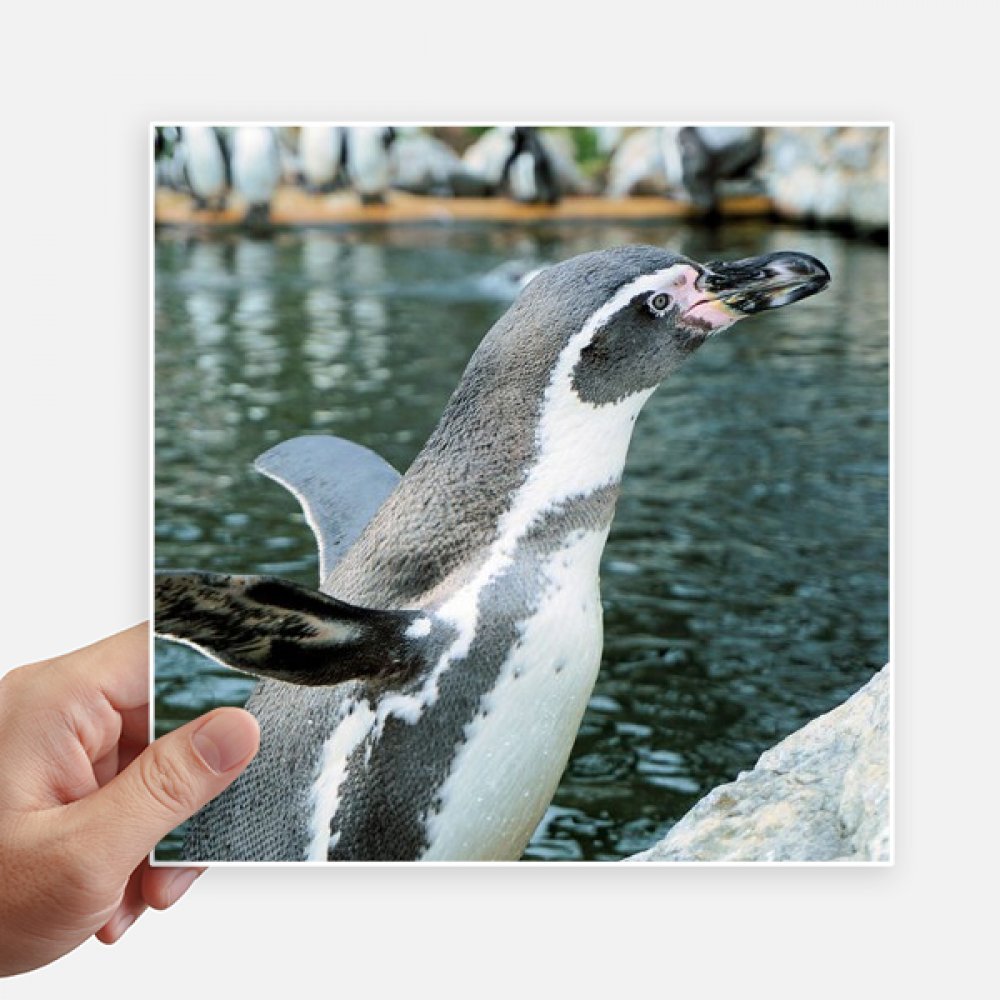 Pegatinas de pingüino antártico de 20cm x 20cm decorativas para pared maleta portátil y moto