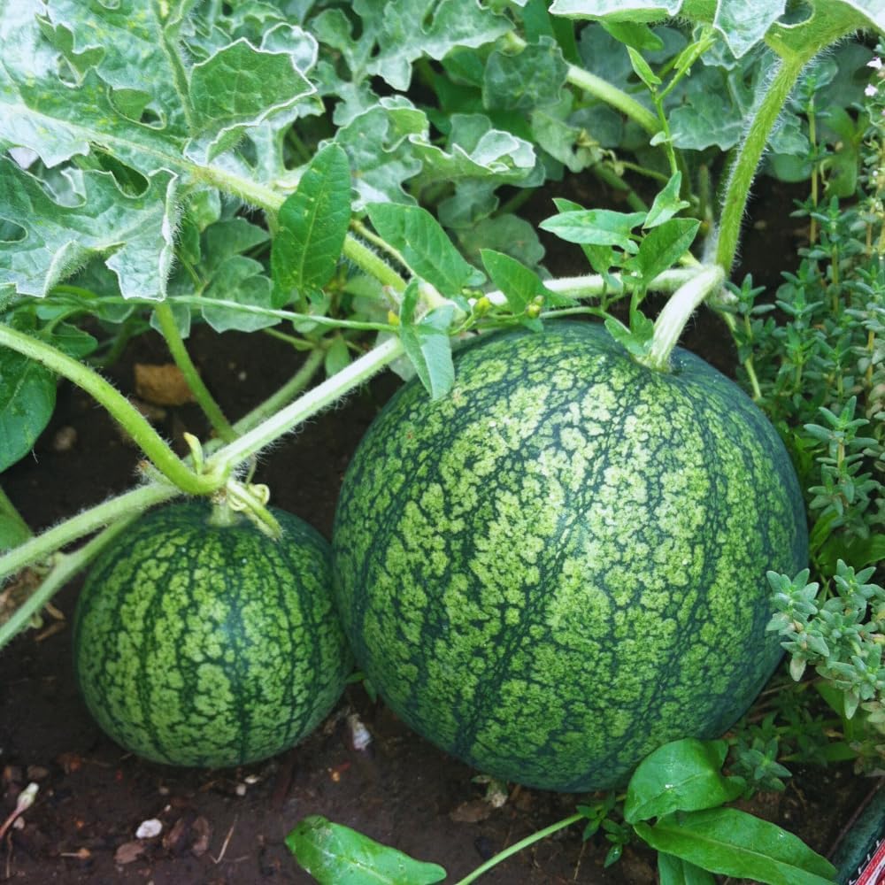 Set 4 of Red Watermelon Plants Live, 4 to 6 Inc Tall, Sweet Watermelon Fruit Live Plant Pot
