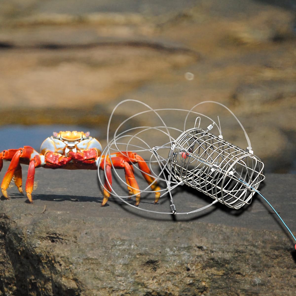 Blue Crab Cage Rock Crab Traps Blue Crab Trap Pack Crab Snares For