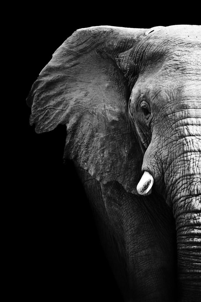 Black and White Elephant Partial Monochrome Art African Art Posters For Art Print Decor Photo Tusk Cool Art Print Poster 24x36