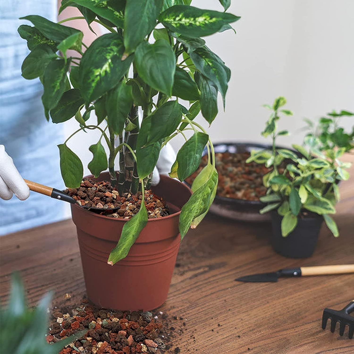 ficus sagittata variegata Ficus Sagittata Variegata Variegated Drooping Foliage – plantandstories
