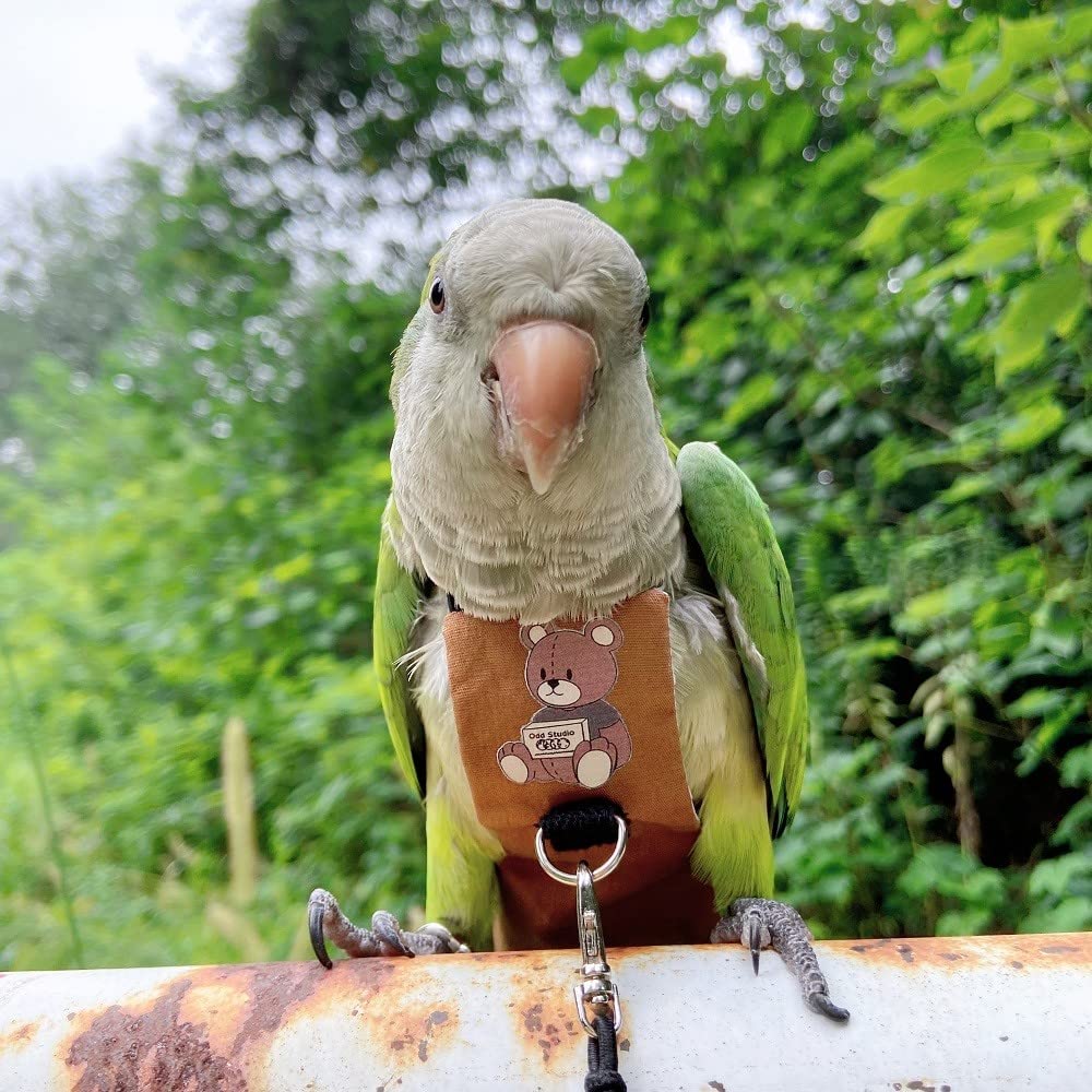 HEZHUO Bird Flight Harness Vest, Parrot Suit with Leash for Parakeets  Cockatiels Conures Budgies, Flying Clothes Rope and Handle Outdoor  Activities