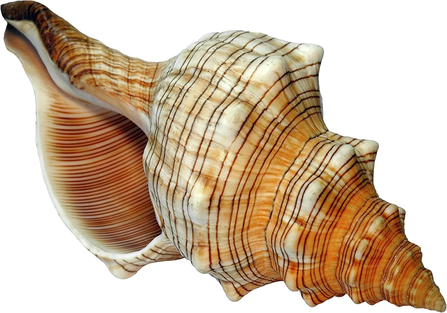 Große Fasciolaria Trapezium Muschel 22–23 cm – Echte Trapez Bandschnecke – Maritime Dekoration, Badezimmer Deko, Aquarium Zubehör, Strandhaus Stil, Geschenk für Meerliebhaber