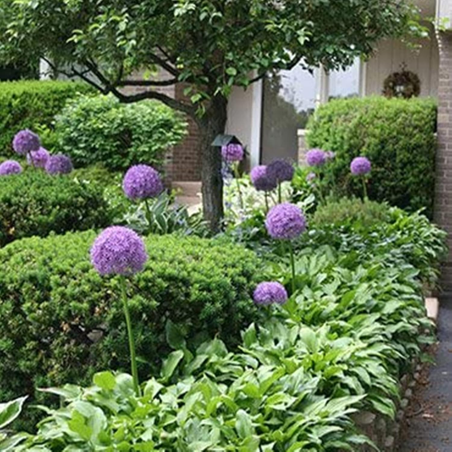 BALDUR Garten Allium 'Magic' - 6 Zwiebeln Zierlauch Mit Großen Blütenkugeln