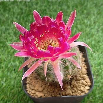 Amazon.co.jp: ピンク花！多肉植物 花サボテン ロビビア