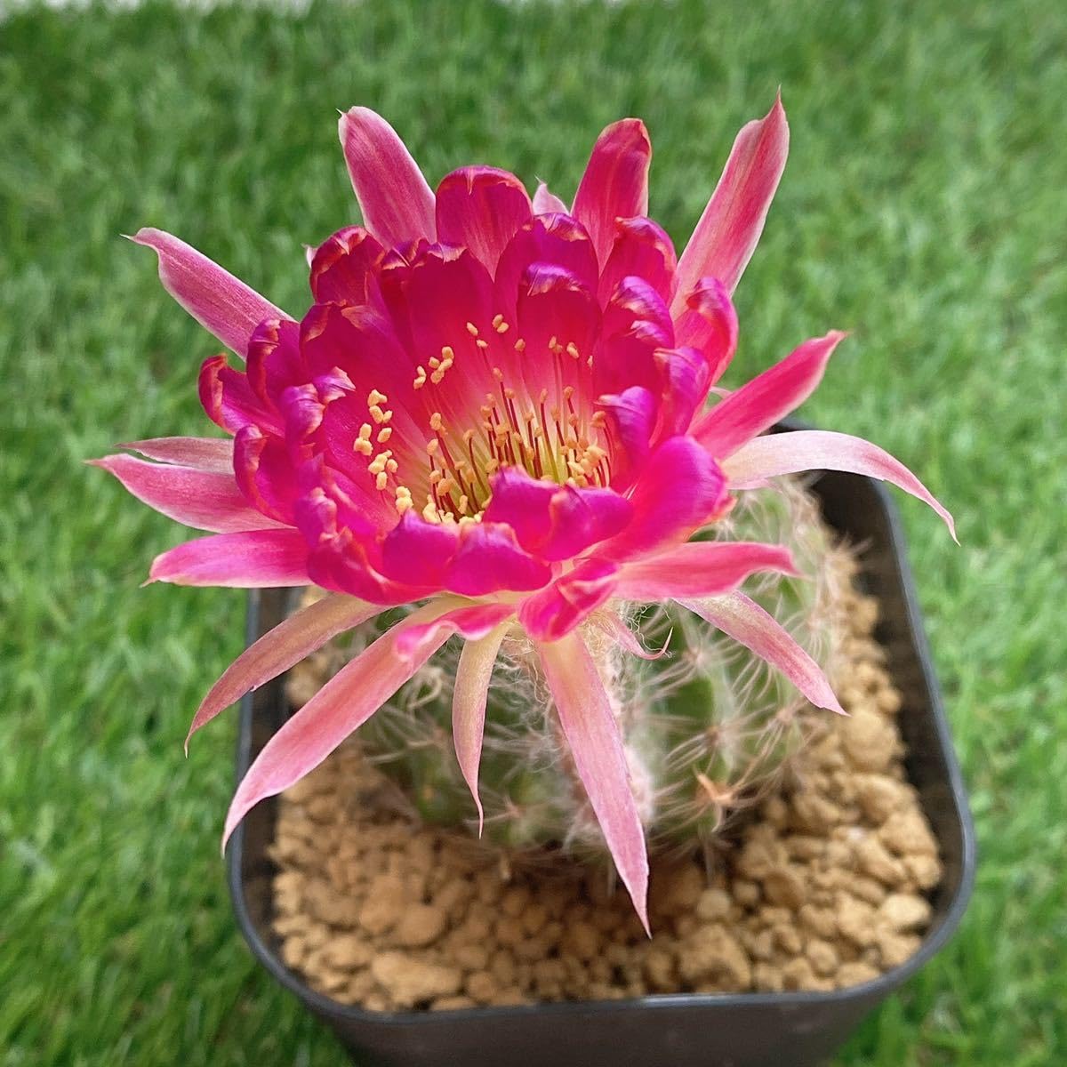 多肉植物　花サボテン　ロビビア属　L-22 （カキコ） 多肉植物 花サボテン ロビビア属 L-22 （カキコ）