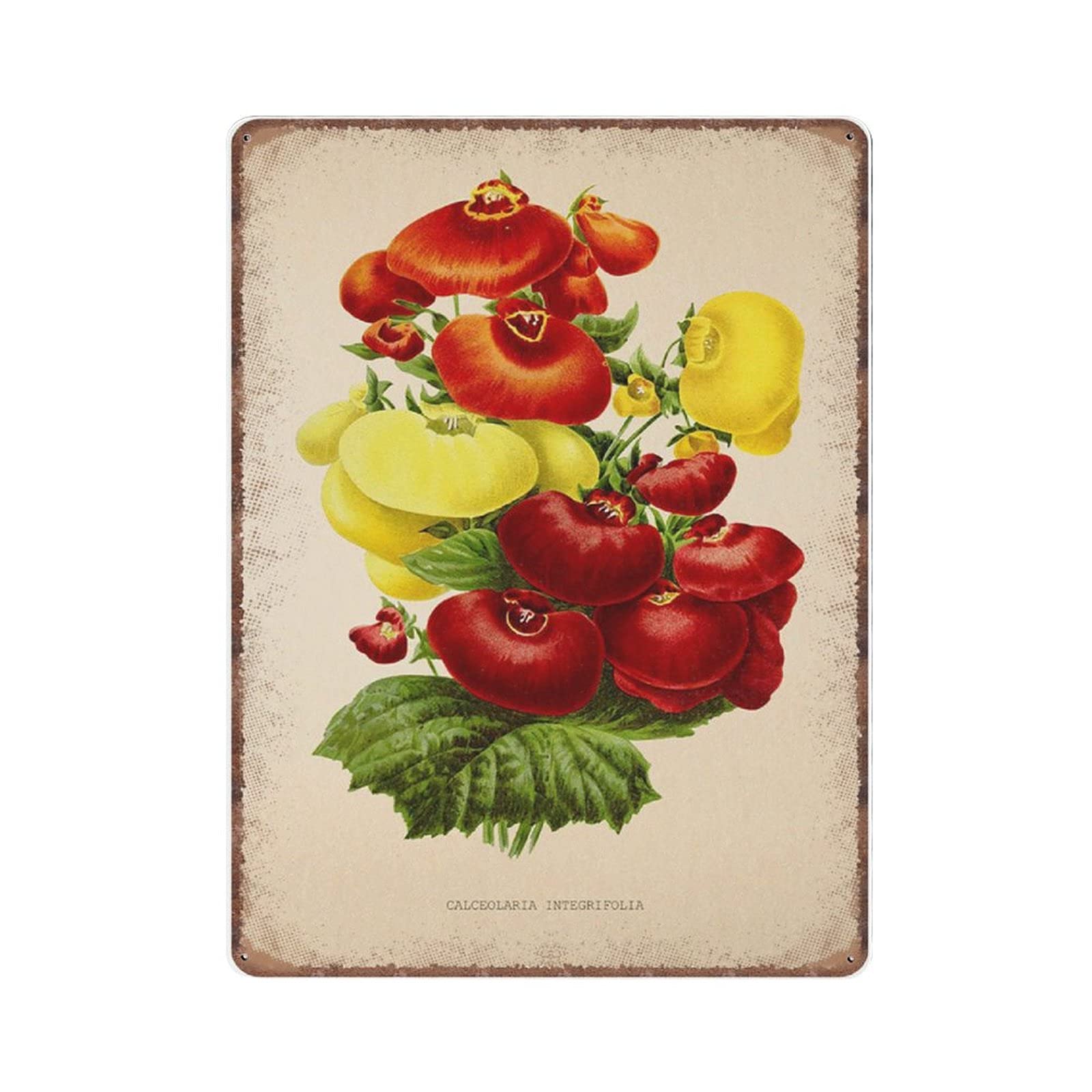 rayprint Vintage Calceolaria Integrifolia Flower Tin Signs, Antique Flower Botanical Prints, Green Leaf Funny Metal Sign Plaqu Wall Art Pub Bar Kitchen Garden Bathroom Home Decor, 30x40 cm