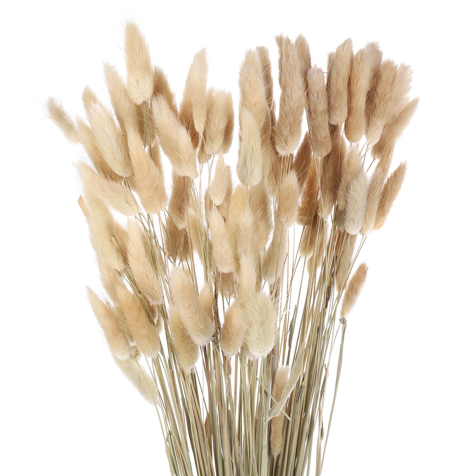 QUARKZMAN 120pz Fiori Secchi con Code di Coniglio Naturali 24" Mini Mazzo di Erba di Pampa Lagurus Ovatus per Decorazioni Floreali Matrimonio Natale, Beige