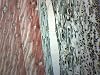 Pine Xylem & Tracheids, Longitudinal Section - Prepared Microscope Slide - 75 x 25mm - Biology & Microscopy - Eisco Labs