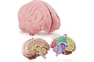 Cross-Section Foam Brain Model Psychology Games