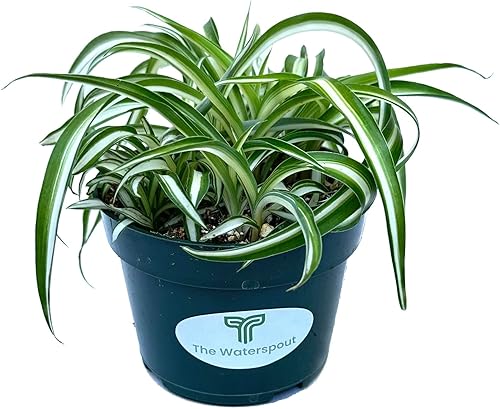 Miniatura 2 de The Waterspout  Colecciones de cactus y suculentas de 4" (Bonnie Curly Spider 'Chlorophytum comosum')