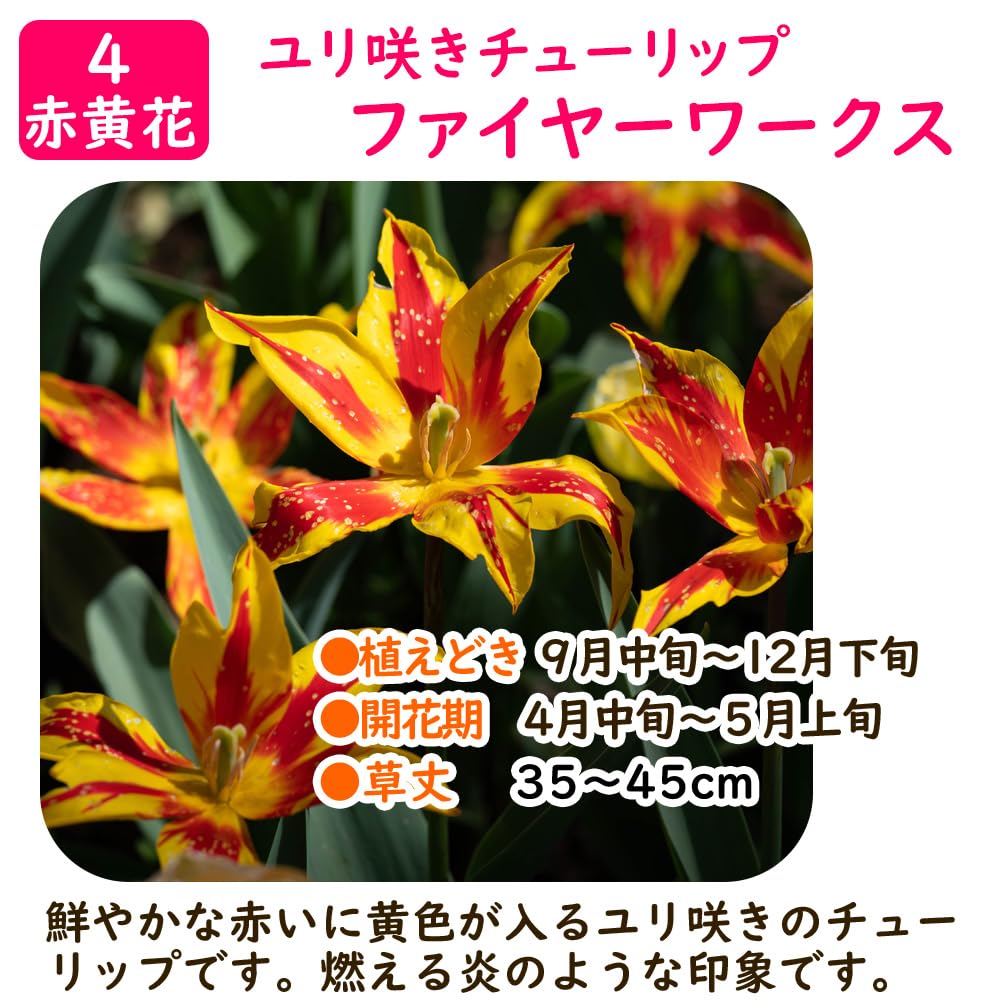 チューリップページ Amazon.co.jp: 「 ユリ咲き チューリップ 球根 赤黄花 【4