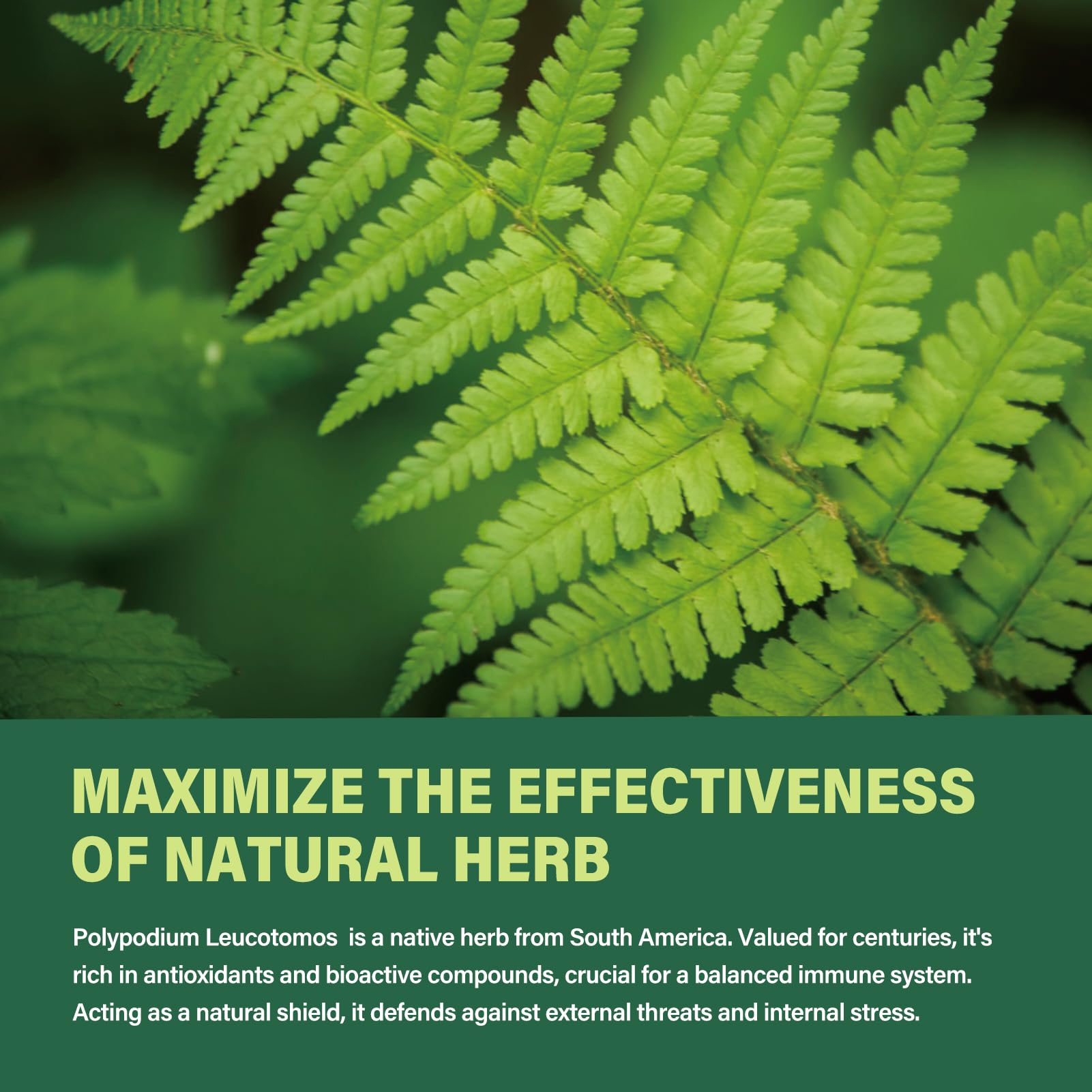 Polypodium Leucotomos Extract Drops for Immune Support. — Amazon image 3