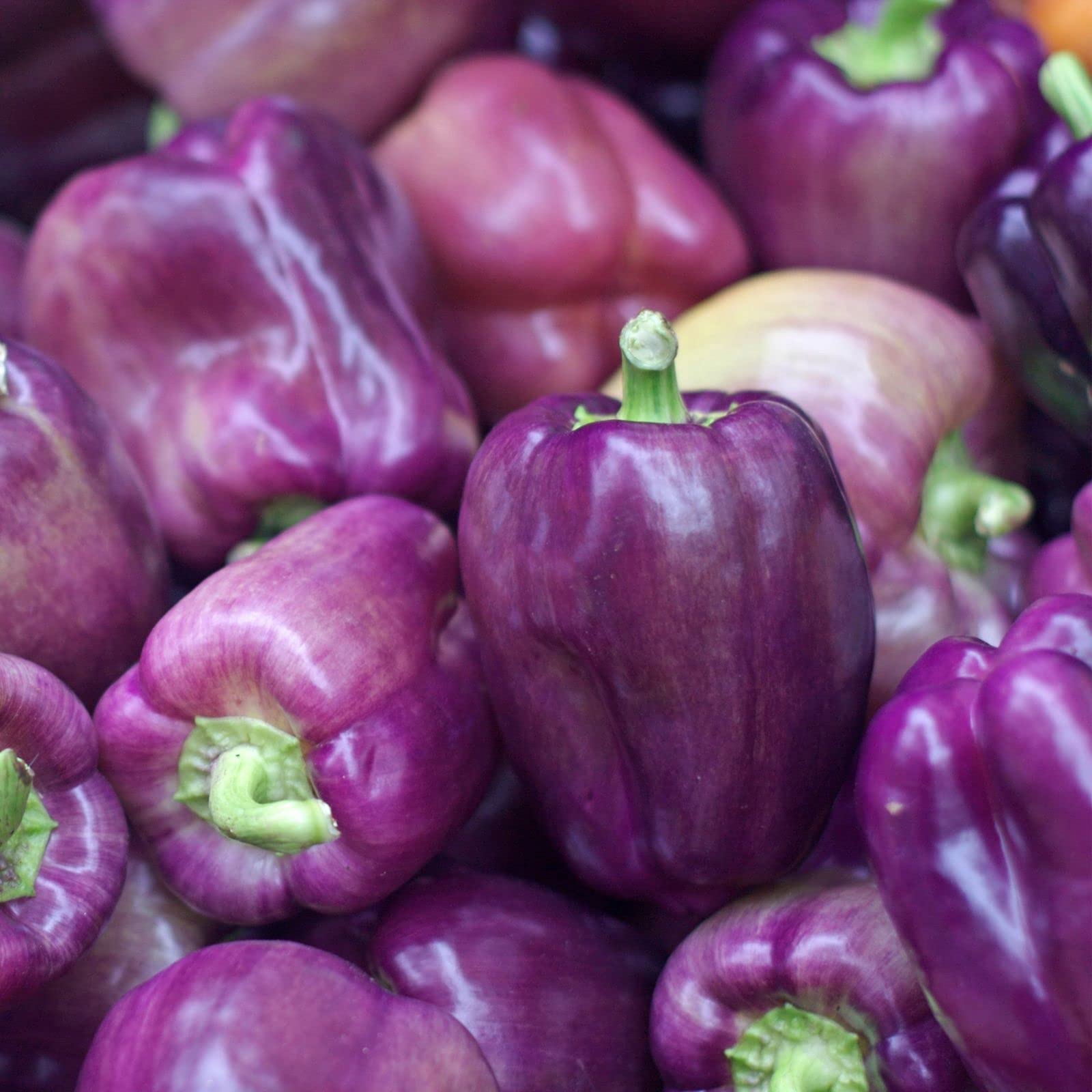 Clovers Garden Lilac Bell Pepper