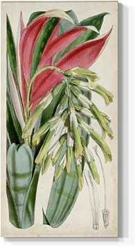 Renditions Gallery Abstract Wall Art Living Room Prints Tropical Red Green Foliage Plants Canvas Nature Artwork for Office Bedroom Kitchen Walls - 16"X32" LT520