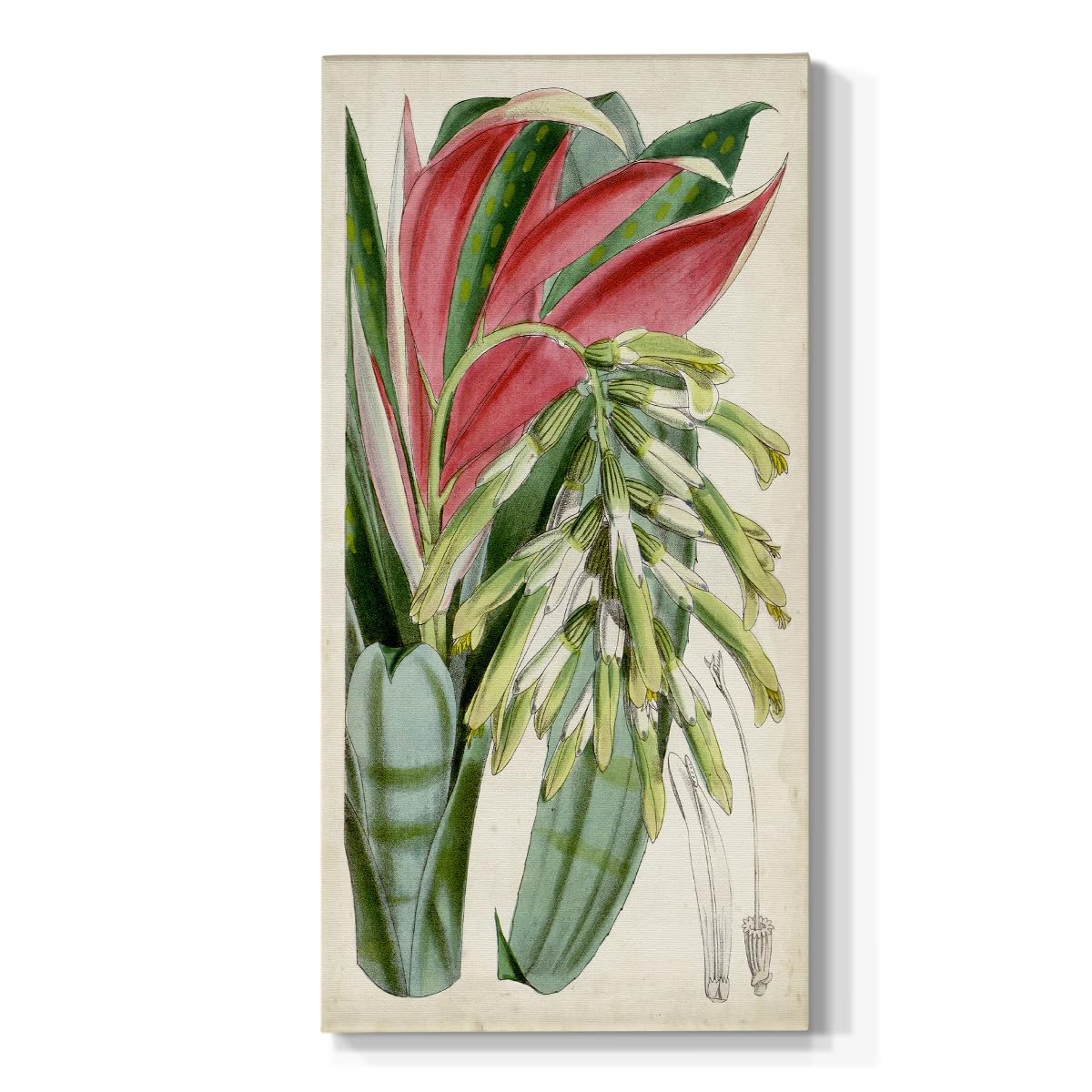 Renditions Gallery Abstract Wall Art Living Room Prints Tropical Red Green Foliage Plants Canvas Nature Artwork for Office Bedroom Kitchen Walls - 12"