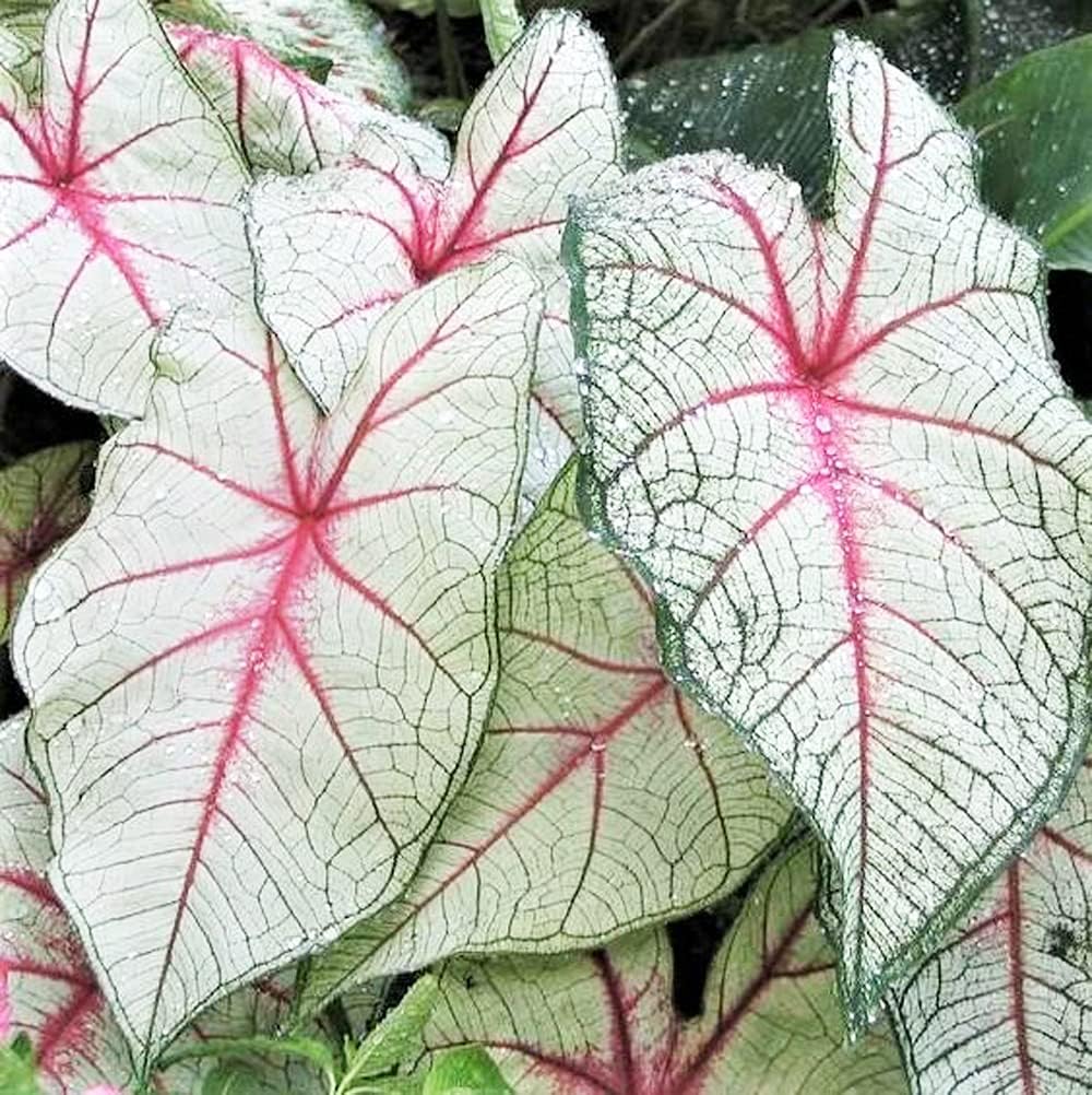 UtopiaSeeds White Queen Caladium Bulb Fancy Leaf