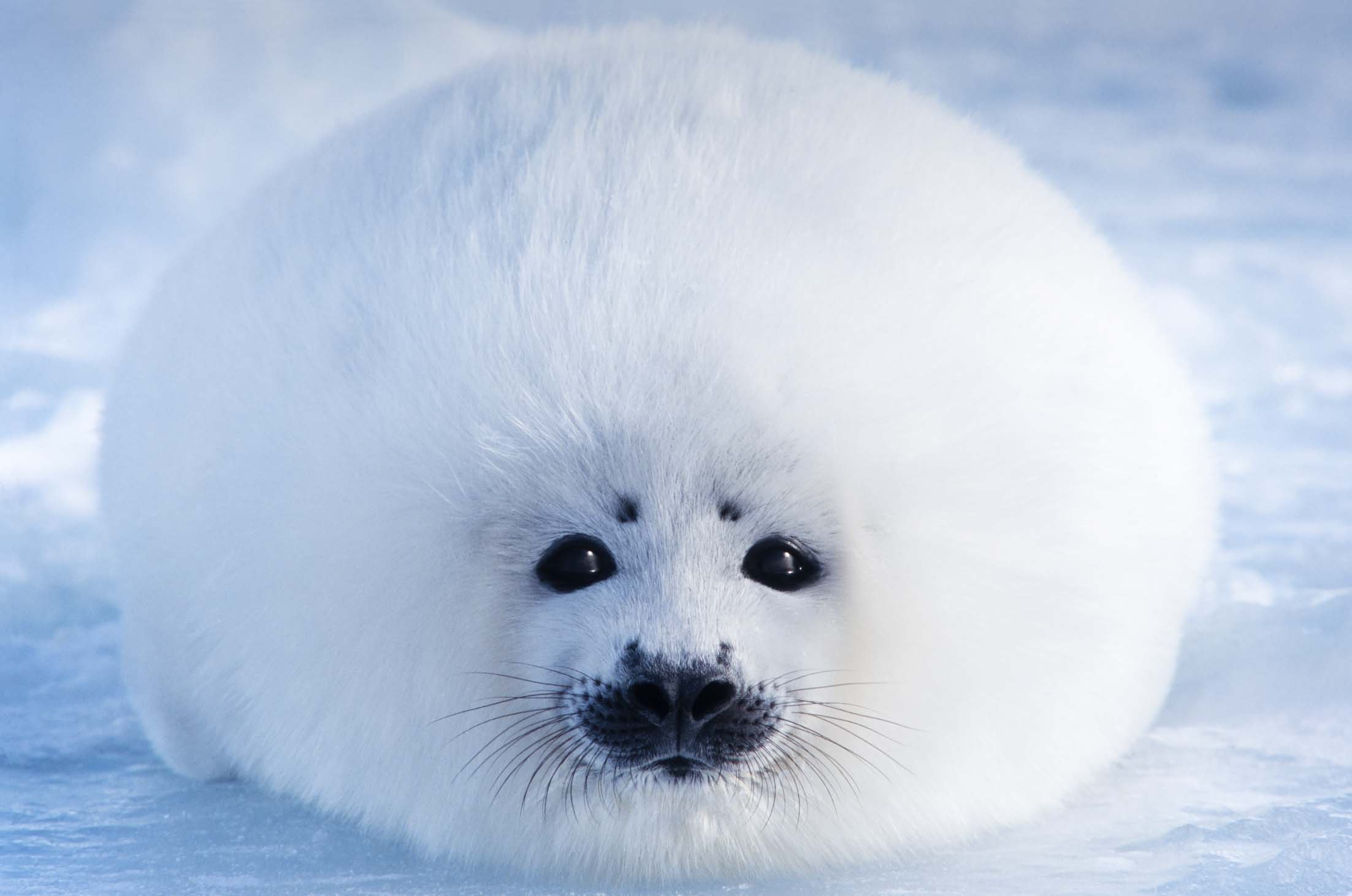 北極スマイル 南極スマイル 輝之 小宮 美穂 香川 本 通販 Amazon