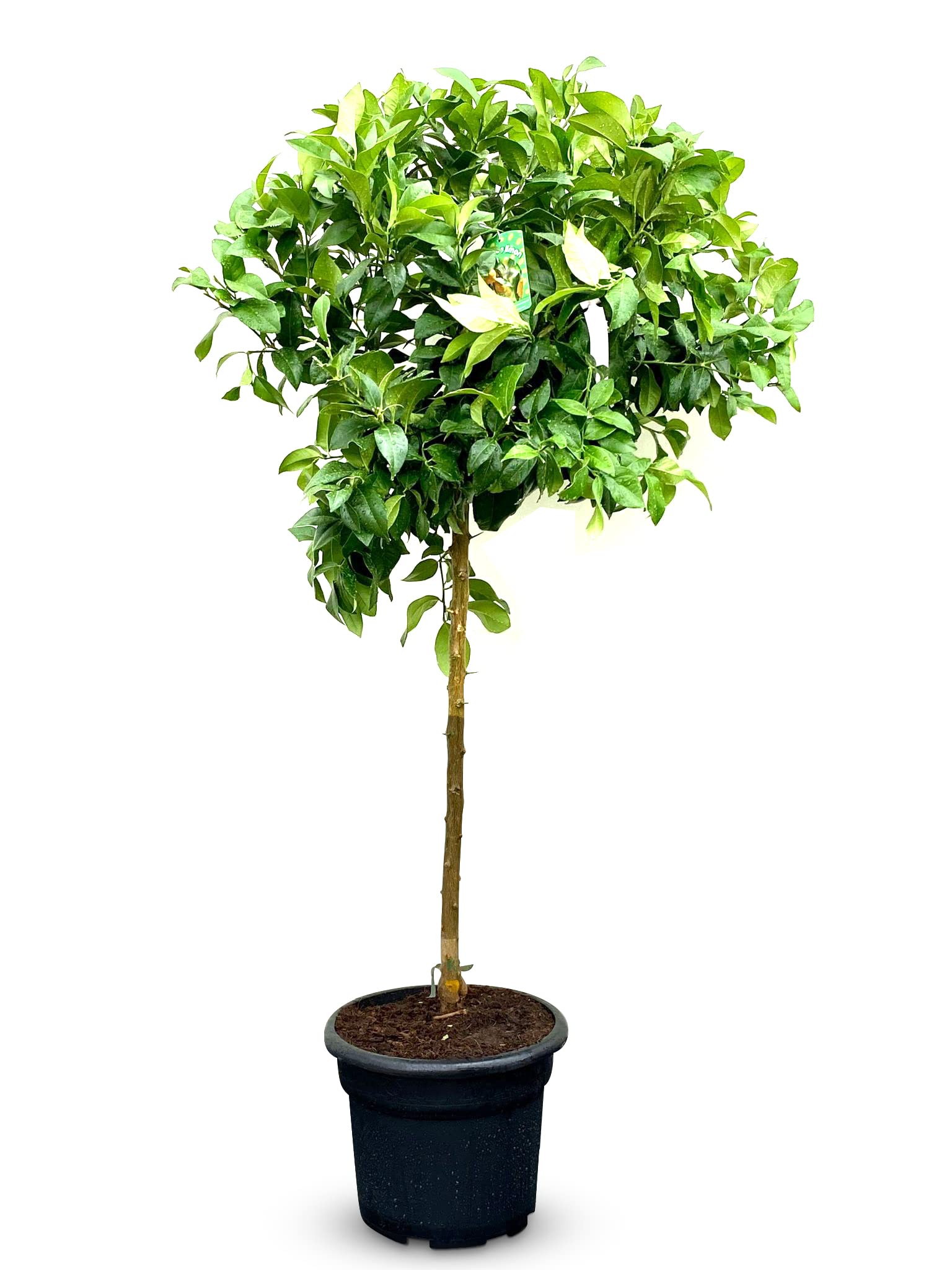 Sunny Tree - Limonero grande 160 centímetros - Citrus Limon - 8 años - Árbol frutal - Lugares soleados - Fructificación - A+ Ware