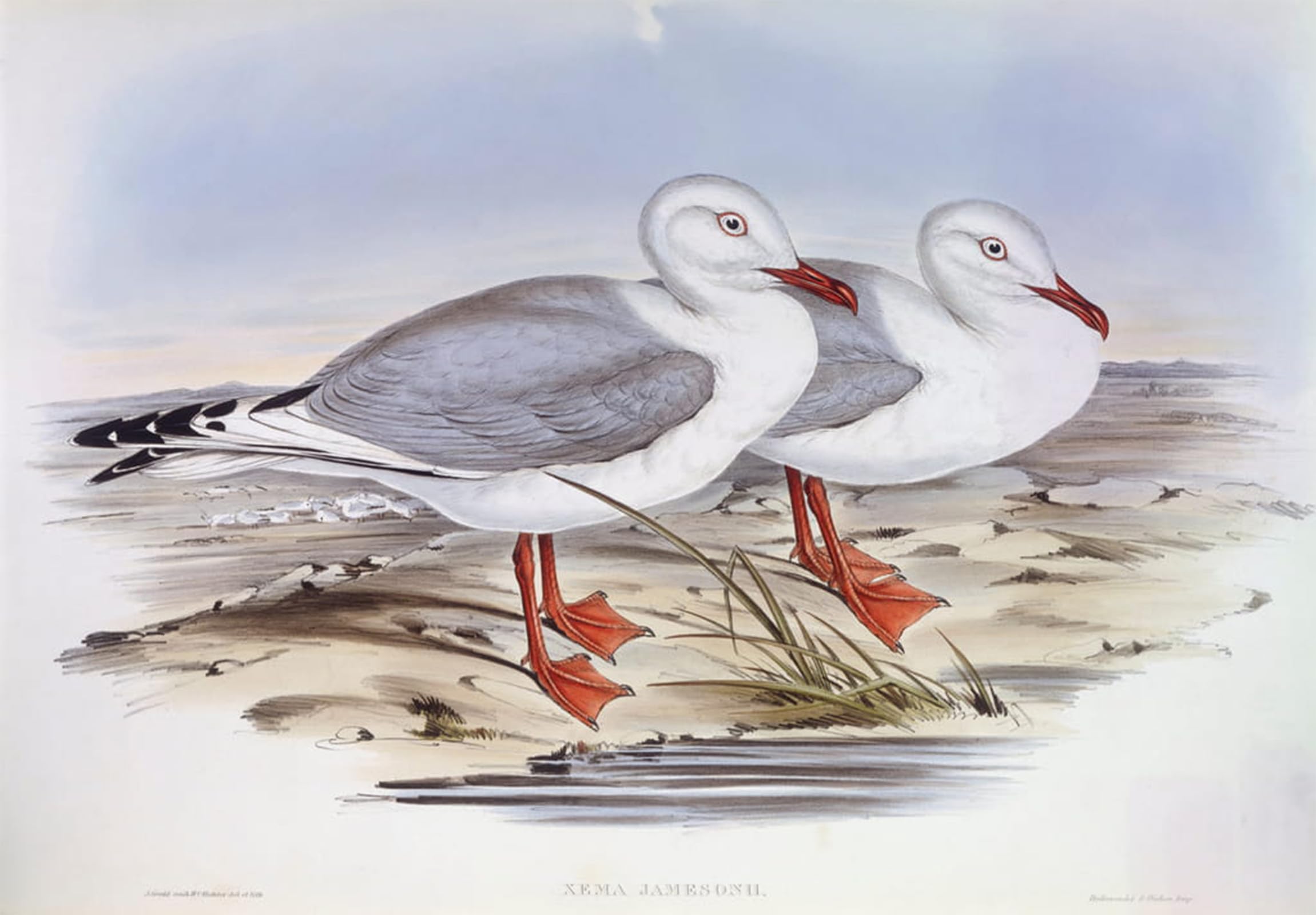 SERENDIPITP Vintage Wall Art Canvas Nordic Poster Canvas Print Picture Animal Bird Silver Gull Engraving by John Gould Wall Art Poster for Home Decor 60x90cm