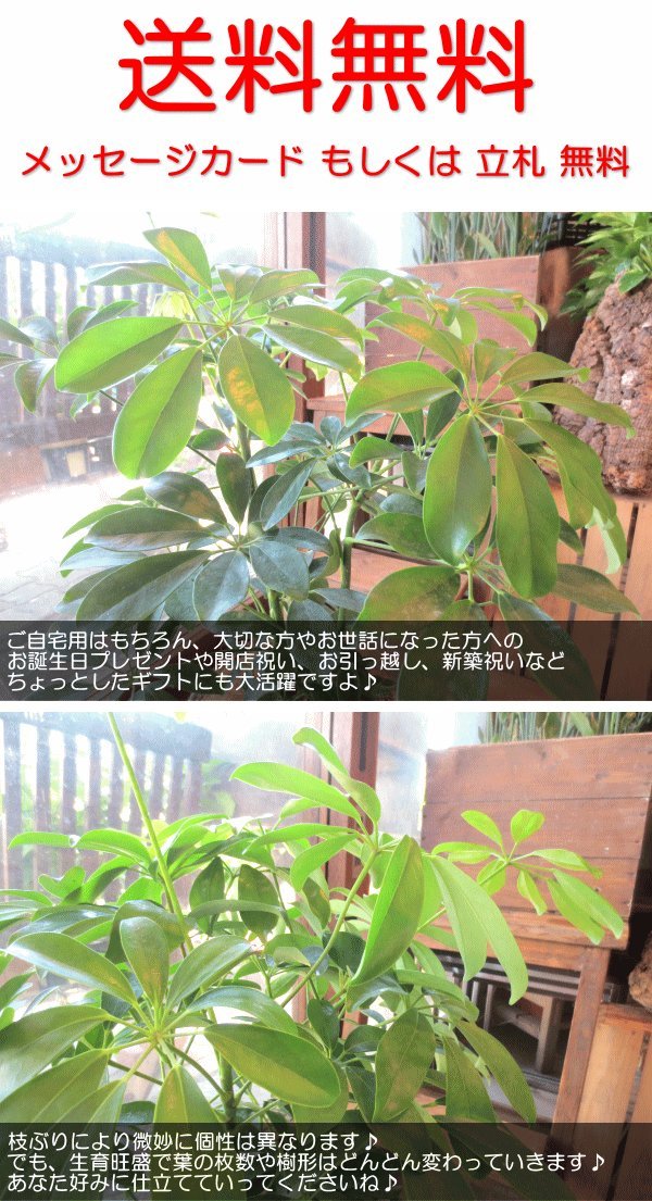 Amazon｜シェフレラ ホンコンカポック 6号鉢サイズ 鉢植え｜観葉植物