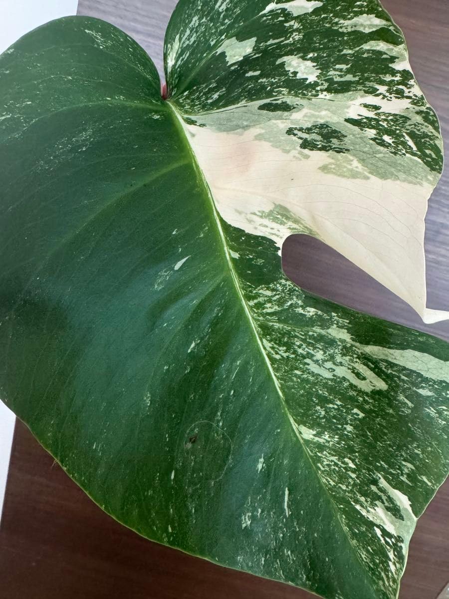 【美品】モンステラ ボルシギアナ ホワイトタイガー 発根済み モンステラ斑入り ボルシギアナ ホワイトタイガー 発根済み 極