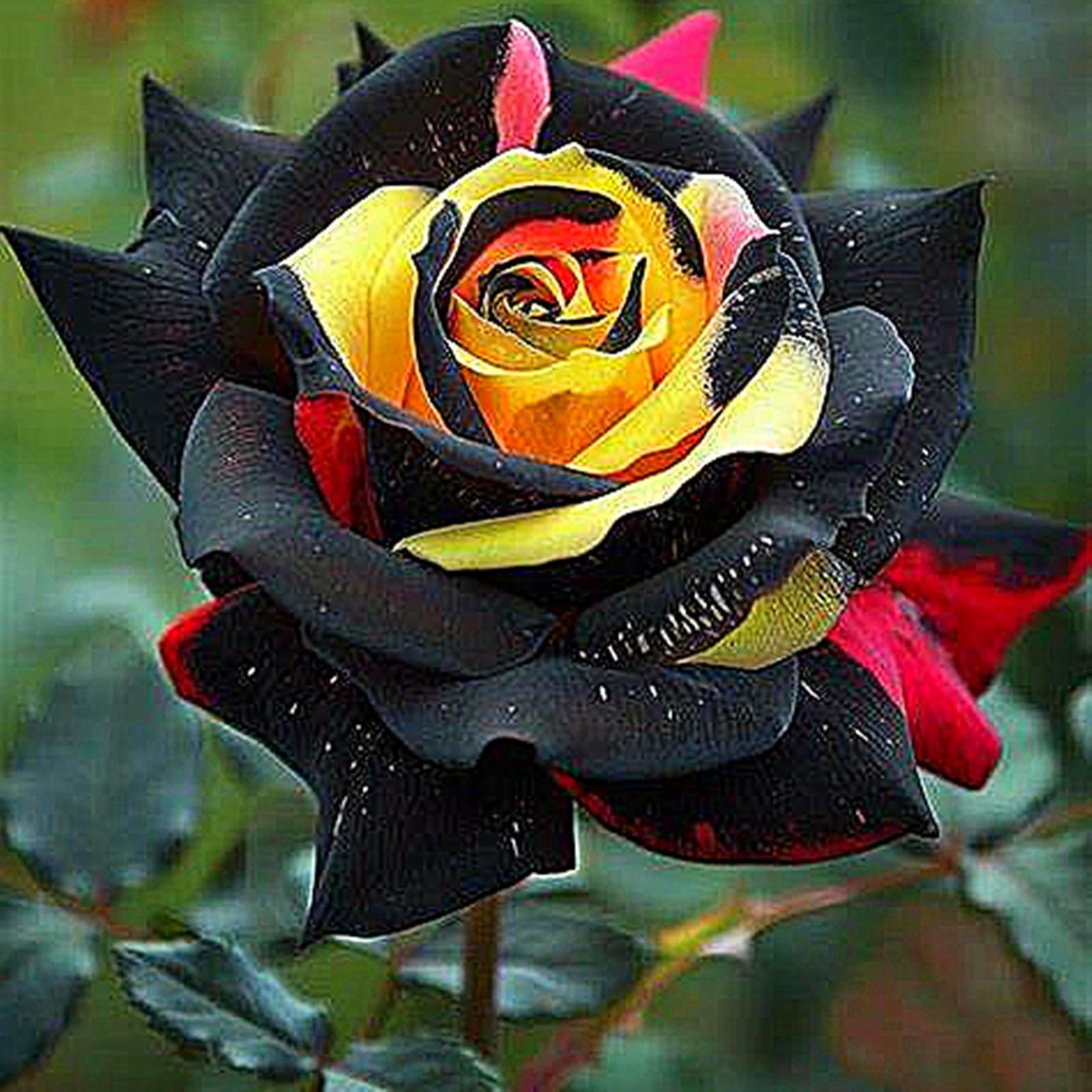 Rose for Planting, Golden Jade Carving, Rose Bulbs, Strong Plants That Grow Well Mix-3bulbs-a