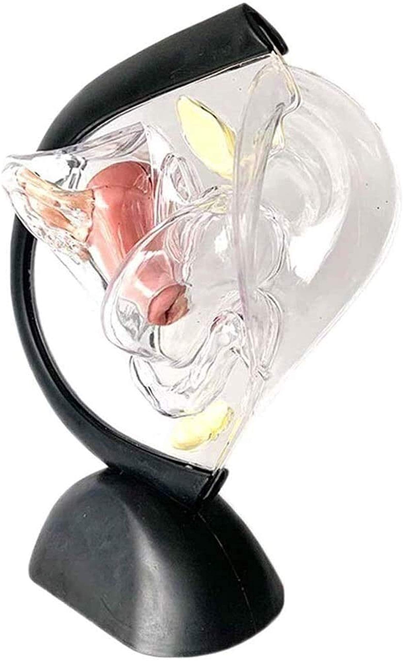 Model Badania Przezroczysty Model Macicy Wydział Medyczny Materiały Dydaktyczne Patologiczny Układ Rozrodczy Macicy Model Anatomia Człowieka