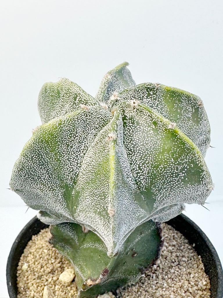 Amazon.co.jp: Astrophytum Myriostigma variegated アストロフィツム