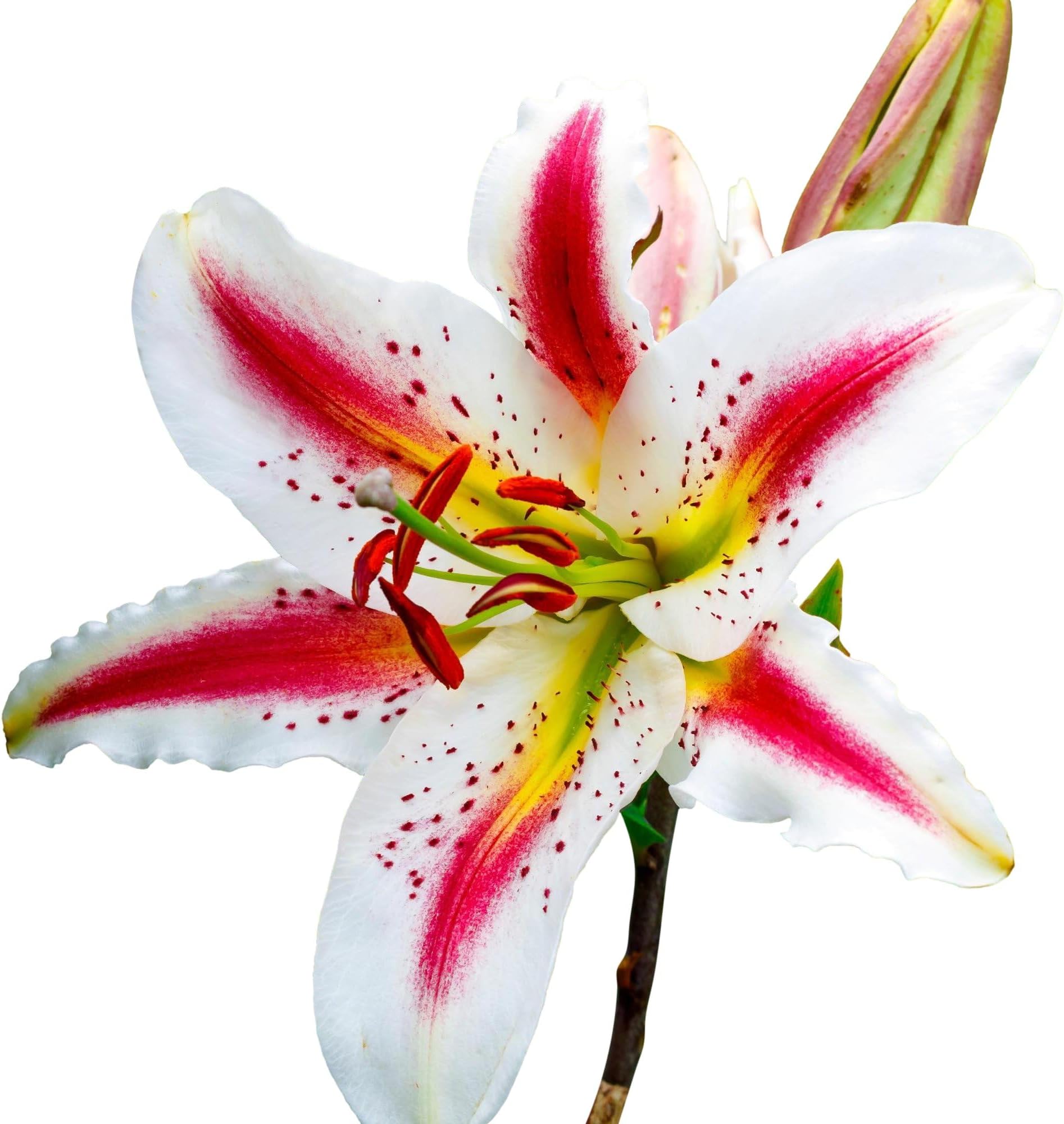 Easy to Grow Lilium Oriental Lily 'Playtime' Plant Bulbs (3 Pack) - Beautiful Tricolor Flowering Blooms in Spring to Summer Gardens