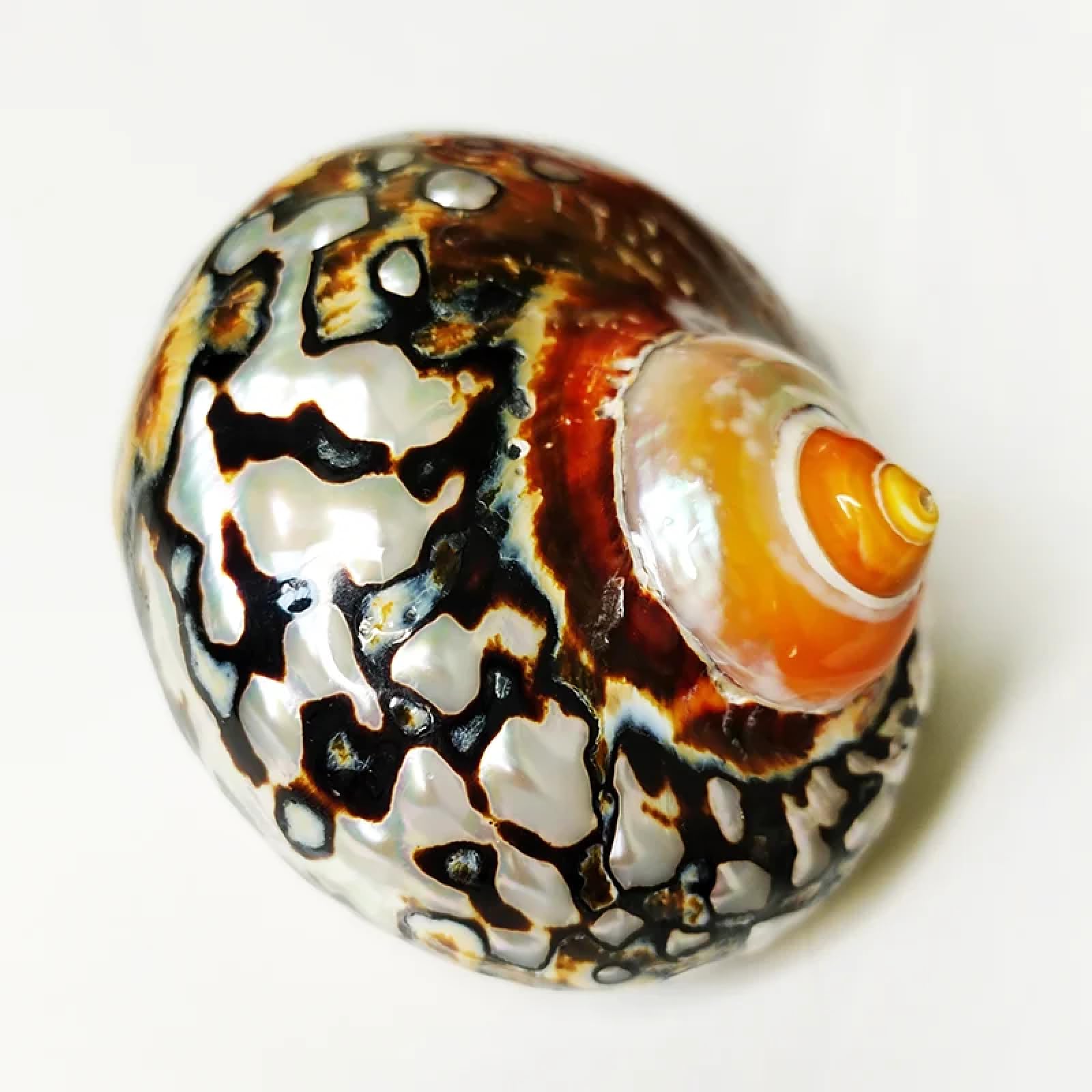 Conchiglie per artigianato, 1 pezzo, 7-8 cm, sarmatico africano, eremita, granchio, conchiglie, grande, turbante sudafricano, conchiglia, marrone, turbo, naturale, lumaca, casa, per decorazione