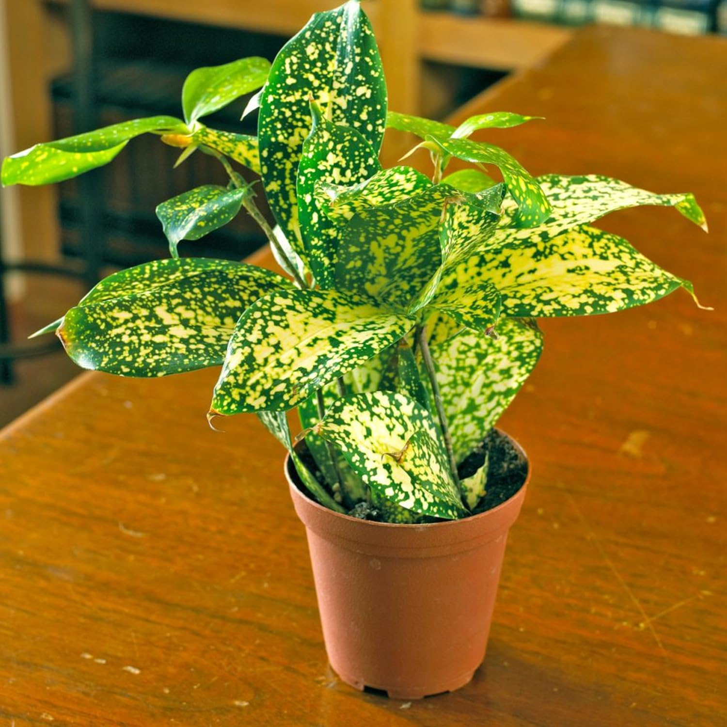 Dracaena Florida Beauty - Live Plant in a 6 Inch Growers Pot - Dracaena Surculosa 'Florida Beauty' - Beautiful Indoor Air Purifying Houseplant