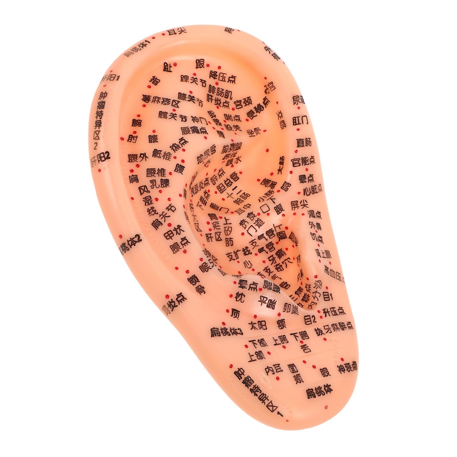 Traditional Chinese Acupoint Design Ear Model Portable Ear Acupuncture Patch Realistic Simulation Tool for Nursing Study