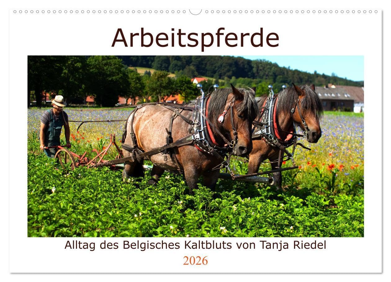 Arbeitspferde - Alltag des belgischen Kaltbluts (Wandkalender 2026 DIN A2 quer), CALVENDO Monatskalender: Dieser Kalender zeigt viele Ansichten rund ... belgischen Kaltblütern (CALVENDO Mobilitaet)